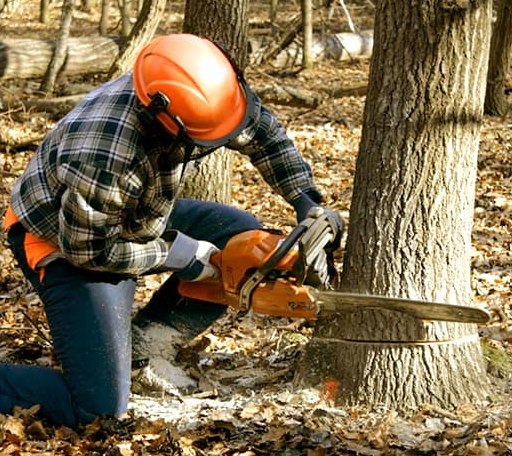 Tree Removal in Cowley, WY